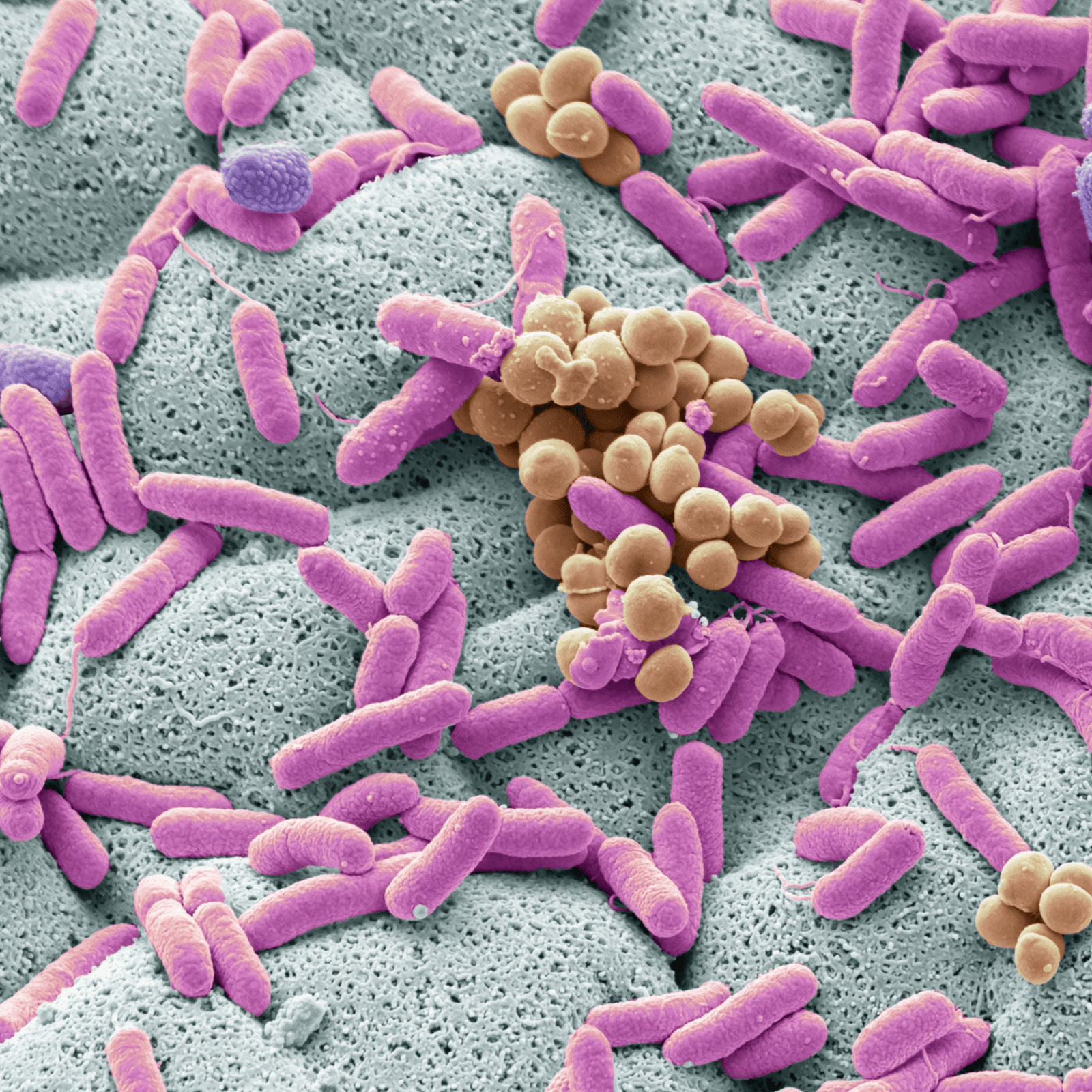 Image of Microbiome