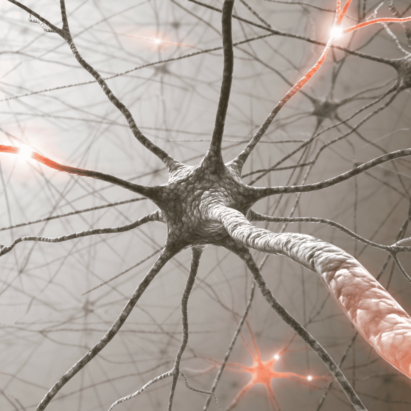 Image of the nervous system
